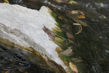 green moss on rocks