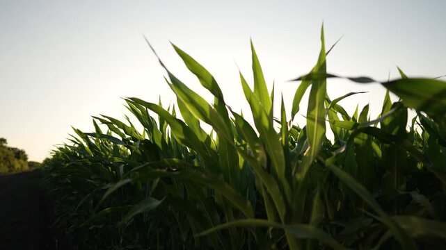 Rows of corn leaves reach skyward under warm sunlight, green cornfield extending toward distant horizon, crop growing in neat row, agriculture plant showing leaf detail and growth in field texture