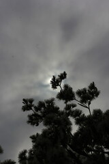 Wild flowers growing under the hazy skies.