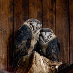 Two Barn Owls Sleeping Side by Side in a Wooden Barn