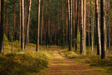 Forest scene in autumn in middle of October in Zakumuiza in Latvia