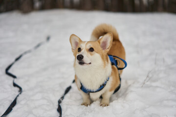 An adorable corgi is sitting in the snow, showcasing its playful spirit and bright, joyful expression