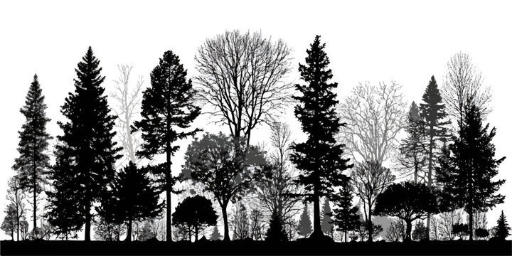 Diverse forest silhouette with various evergreen and deciduous trees in black and white