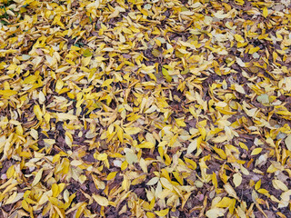 Brown and yellow autumn leaves on the asphalt in close-up, top view. Copy space. Autumn background. Autumn concept
