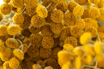 Dried tansy flowers macro close-up in natural light