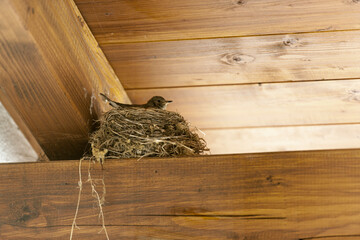 Iduna caligata_Buschspoetter under the roof