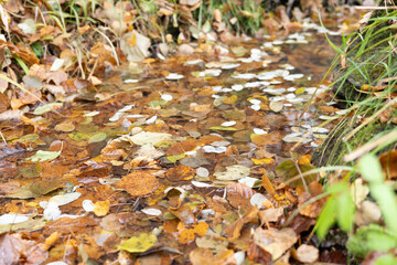 Tranquil stream flowing through autumn foliage, with colorful leaves floating on the water surface, creating a serene and picturesque natural scene in a lush environment