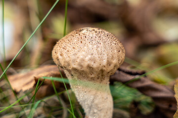 Close-up view of a unique mushroom with a textured cap, surrounded by green grass and fallen leaves, showcasing the beauty of nature in a forest environment