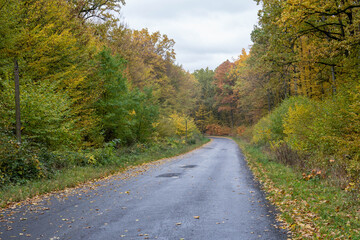 Serene winding road through vibrant autumn forest with colorful foliage, showcasing the beauty of nature and seasonal change in a peaceful outdoor setting