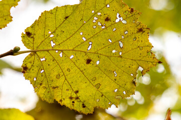 Yellow leaf with intricate holes and textures, illuminated by sunlight, showcasing the beauty of nature and the effects of time on foliage in a vibrant outdoor setting