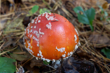 Vibrant red mushroom with white speckles stands out among fallen leaves and greenery, showcasing the beauty of nature in a forest environment, highlighting its unique characteristics