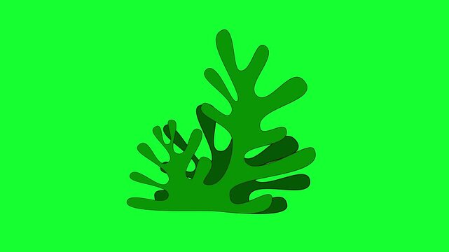 Swaying seaweed isolated on green screen.