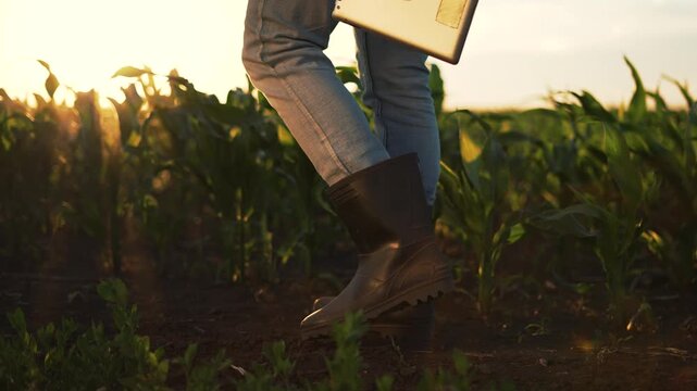 Walking through corn field with boot, farmer holds tablet at sunset, soil underfoot, jean rolled, sun backlight highlights plant row and boot tread, agriculture farm inspection in golden light.