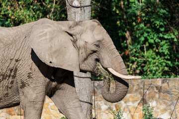 Elephant Eating Grass Near Tree