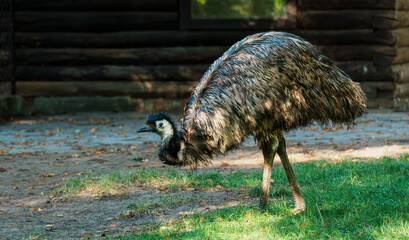 Emu in Grassy Area with Wooden Building