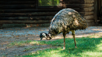 Emu in Grass Field near Log Building