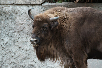 European Bison Head and Upper Body Close-Up, Gray Wall Background