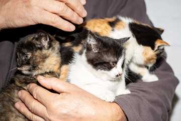 A man's hands hold a group of three adorable kittens of varying colors