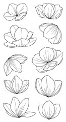 Collection of Outline Botanical Illustrations of Flowers in Different Stages