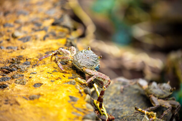 Crab on the beach runs along the pier. Exotic animals in resort places. The concept of a beach holiday in the tropics.