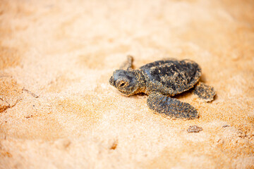 A small baby sea turtle crawls along the sandy shore towards the ocean to survive. The turtle hatched on the island of Sri Lanka. New life, saving the population, the way forward to a new life.