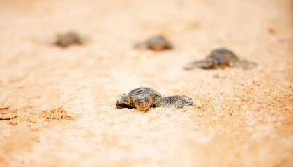 A small baby sea turtle crawls along the sandy shore towards the ocean to survive. The turtle hatched on the island of Sri Lanka. New life, saving the population, the way forward to a new life.