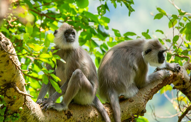 Gray hanuman langurs on a tree. Monkeys in the wild in the jungles of Sri Lanka. Troop of monkeys on trees. Wildlife scene with wild animals.