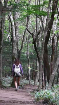 Hallasan National Park, Jeju island, South Korea, vibrant view of trail with a wooden ladder path stairs, trekking and climbing, stairway to Halla mountain summit, hiking in Korea, Jeju-do, sunny day