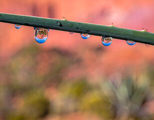 Macro shot of drops of dew on a green branch