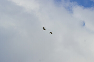 Obraz premium two pigeons flying against the background of white clouds and blue sky