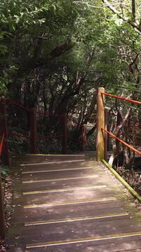 Hallasan National Park, Jeju island, South Korea, vibrant view of trail with a wooden ladder path stairs, trekking and climbing, stairway to Halla mountain summit, hiking in Korea, Jeju-do, sunny day