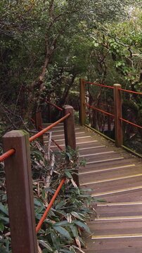 Hallasan National Park, Jeju island, South Korea, vibrant view of trail with a wooden ladder path stairs, trekking and climbing, stairway to Halla mountain summit, hiking in Korea, Jeju-do, sunny day