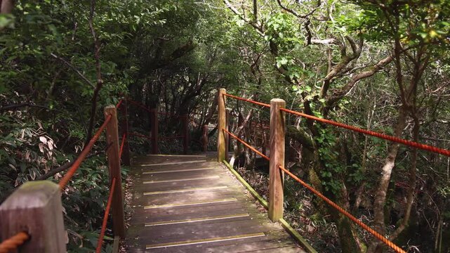 Hallasan National Park, Jeju island, South Korea, vibrant view of trail with a wooden ladder path stairs, trekking and climbing, stairway to Halla mountain summit, hiking in Korea, Jeju-do, sunny day