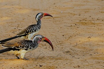 Close-up of a southern red-billed hornbill with a large red beak standing on the sandy ground of the African savannah. Tockus rufirostris © Thomas