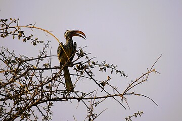Close-up of a southern red-billed hornbill with a large red beak sitting on the bare branches of a tree during the dry season in the African savannah. Tockus rufirostris © Thomas