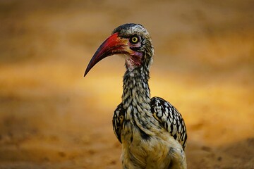 Close-up of a southern red-billed hornbill with a large red beak standing on the sandy ground of the African savannah. Tockus rufirostris © Thomas