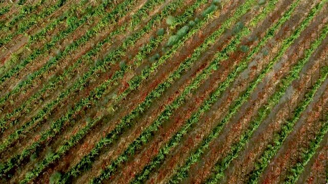 Aerial Drone Flight View Over Lush Grape Vineyard Countryside of Temecula, California.