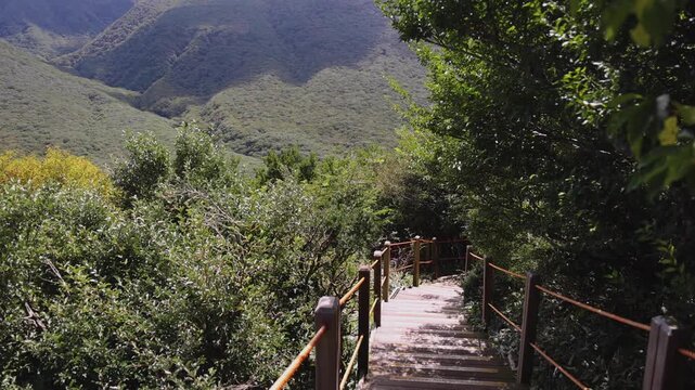 Hallasan National Park, Jeju island, South Korea, vibrant view of trail with a wooden ladder path stairs, trekking and climbing, stairway to Halla mountain summit, hiking in Korea, Jeju-do, sunny day