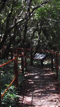 Hallasan National Park, Jeju island, South Korea, vibrant view of trail with a wooden ladder path stairs, trekking and climbing, stairway to Halla mountain summit, hiking in Korea, Jeju-do, sunny day