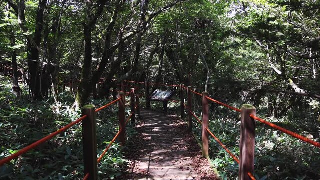 Hallasan National Park, Jeju island, South Korea, vibrant view of trail with a wooden ladder path stairs, trekking and climbing, stairway to Halla mountain summit, hiking in Korea, Jeju-do, sunny day
