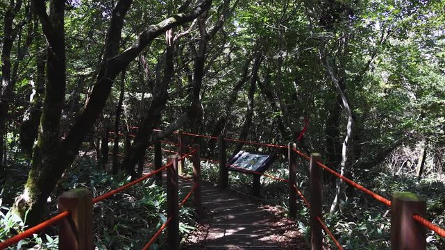 Hallasan National Park, Jeju island, South Korea, vibrant view of trail with a wooden ladder path stairs, trekking and climbing, stairway to Halla mountain summit, hiking in Korea, Jeju-do, sunny day