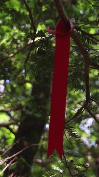 Hallasan National Park, Jeju island, South Korea, vibrant view of trail with a wooden ladder path stairs, trekking and climbing, stairway to Halla mountain summit, hiking in Korea, Jeju-do, sunny day
