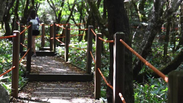 Hallasan National Park, Jeju island, South Korea, vibrant view of trail with a wooden ladder path stairs, trekking and climbing, stairway to Halla mountain summit, hiking in Korea, Jeju-do, sunny day