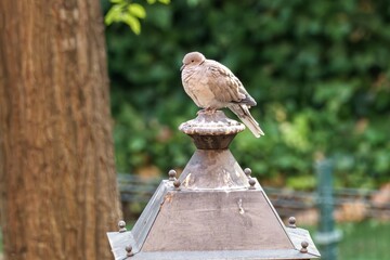 Close-up of a Eurasian collared dove resting on top of an old metal streetlamp surrounded by trees and greenery in a quiet urban park