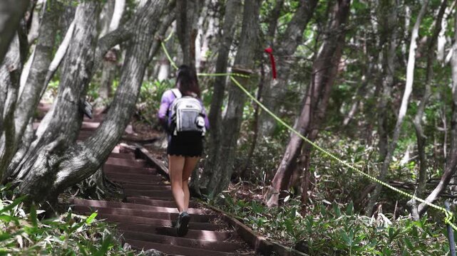 Hallasan National Park, Jeju island, South Korea, vibrant view of trail with a wooden ladder path stairs, trekking and climbing, stairway to Halla mountain summit, hiking in Korea, Jeju-do, sunny day