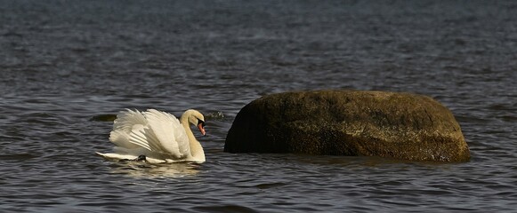 Swan swimming among coastal rocks in calm Baltic Sea water