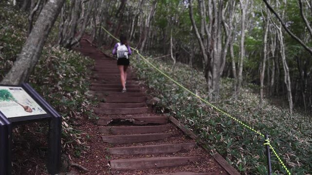 Hallasan National Park, Jeju island, South Korea, vibrant view of trail with a wooden ladder path stairs, trekking and climbing, stairway to Halla mountain summit, hiking in Korea, Jeju-do, sunny day