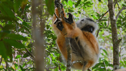Diademed sifaka showing all hands.