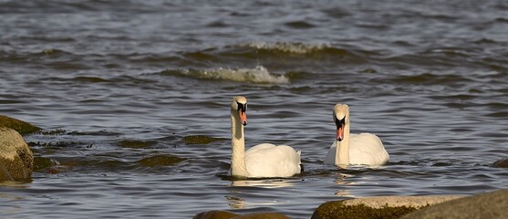 Swans swimming among coastal rocks in calm Baltic Sea water