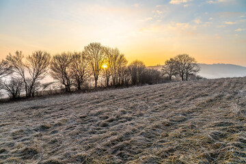 A frosty winter morning without snow. In the foreground is tall grass covered with frost. In the background are trees with the sun rising behind them.